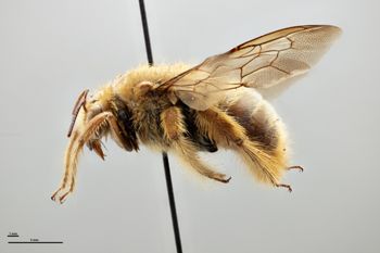 Media type: image;   Entomology 810858 Aspect: habitus lateral view
